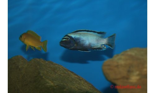 Pseudotropheus membe deep